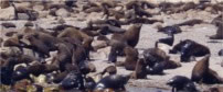 Cape Fur Seal Colony